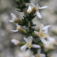 Load image into Gallery viewer, <i>Olearia algida</i> Alpine Daisy-Bush <b>Victorian Alps</b>