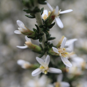 <i>Olearia algida</i> Alpine Daisy-Bush <b>Victorian Alps</b>