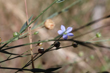 Load image into Gallery viewer, <i>Linum marginale</i> Native Flax <b>Bellarine Provence</b>