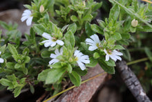 Load image into Gallery viewer, <i>Scaevola albidia</i> White Fairy Fan-Flower <b>Bellarine Provenance</b>