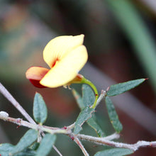 Load image into Gallery viewer, <i>Bossiaea cinera</i> Show Bossiaea<b> Bellarine Provenance</b>