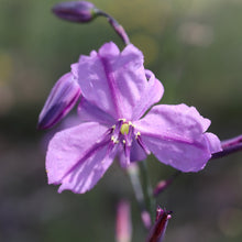 Load image into Gallery viewer, <i>Athropodium strictum</i> Chocolate Lilly <b>Bellarine Provenance</b>