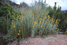 Load image into Gallery viewer, <i>Chrysocephalum apicilatum</i> Common Everlasting <b>Surf Coast Provenance</b>