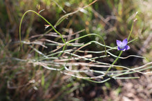 Load image into Gallery viewer, &lt;i&gt;Wahlenbergia gracilis&lt;/i&gt; Sprawling Bluebell &lt;b&gt;Bellarine Provenance&lt;/b&gt;
