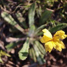 Load image into Gallery viewer, <i>Goodenia geniculata</i> Bent Goodenia <b>Bellarine Provenance</b>