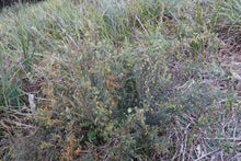 Load image into Gallery viewer, <i>Bossiaea cinera</i> Show Bossiaea<b> Bellarine Provenance</b>