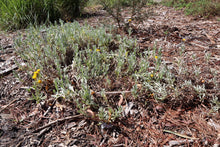 Load image into Gallery viewer, <i>Chrysocephalum apicilatum</i> Common Everlasting <b>Surf Coast Provenance</b>