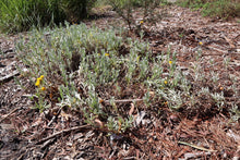 Load image into Gallery viewer, &lt;i&gt;Chrysocephalum apicilatum&lt;/i&gt; Common Everlasting &lt;b&gt;Surf Coast Provenance&lt;/b&gt;
