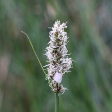 Load image into Gallery viewer, <i>Carex tereticaulis</i> Basket Sedge Poong'ort <b>Bellarine Provenance</b>