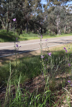 Load image into Gallery viewer, <i>Athropodium strictum</i> Chocolate Lilly <b>Bellarine Provenance</b>