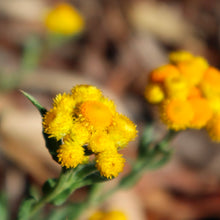Load image into Gallery viewer, <i>Chrysocephalum apicilatum</i> Common Everlasting <b>Surf Coast Provenance</b>