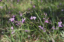 Load image into Gallery viewer, <i>Athropodium strictum</i> Chocolate Lilly <b>Bellarine Provenance</b>