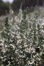 Load image into Gallery viewer, <i>Olearia algida</i> Alpine Daisy-Bush <b>Victorian Alps</b>