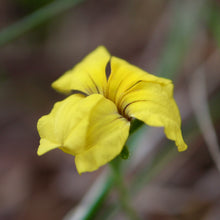 Load image into Gallery viewer, <i>Goodenia geniculata</i> Bent Goodenia <b>Bellarine Provenance</b>
