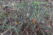 Load image into Gallery viewer, <i>Comesperma volubile</i> Love Creeper <i>Bellarine Provenance</i>