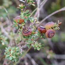 Load image into Gallery viewer, <i>Leptospermum myrsinoides</i> Heath Teatree <b>Bellarine Provenance</b>