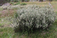 Load image into Gallery viewer, <i>Olearia algida</i> Alpine Daisy-Bush <b>Victorian Alps</b>