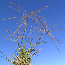 Load image into Gallery viewer, <i>Chloris truncata</i> Windmill Grass <b>Bellarine Provenance</b>
