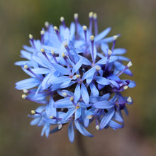 Load image into Gallery viewer, &lt;i&gt;Brunonia australis&lt;/i&gt; Blue Pincushion &lt;b&gt;Bellarine &amp; Surf Coast Provenance&lt;/b&gt;
