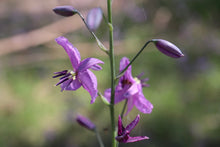 Load image into Gallery viewer, <i>Athropodium strictum</i> Chocolate Lilly <b>Bellarine Provenance</b>