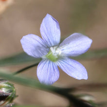 Load image into Gallery viewer, <i>Linum marginale</i> Native Flax <b>Bellarine Provence</b>