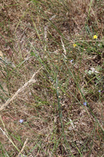 Load image into Gallery viewer, <i>Linum marginale</i> Native Flax <b>Bellarine Provence</b>