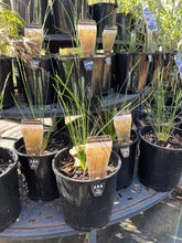 Load image into Gallery viewer, <i>Themeda triandra</i> Kangaroo Grass <b>Bellarine Provenance</b>