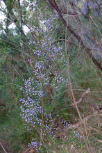 Load image into Gallery viewer, <i>Comesperma volubile</i> Love Creeper <i>Bellarine Provenance</i>