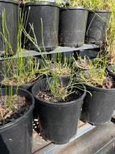 Load image into Gallery viewer, <i>Wahlenbergia gracilis</i> Sprawling Bluebell <b>Bellarine Provenance</b>