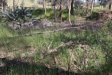 Load image into Gallery viewer, <i>Athropodium strictum</i> Chocolate Lilly <b>Bellarine Provenance</b>