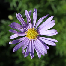 Load image into Gallery viewer, <i>Brachyscome multifida</i> Cut-Leaf Daisy-Bush <b>Surf Coast Provenance</b>