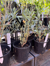 Load image into Gallery viewer, <i>Atriplex cinerea</i> Coast Saltbush
