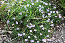 Load image into Gallery viewer, <i>Brachyscome multifida</i> Cut-Leaf Daisy-Bush <b>Surf Coast Provenance</b>