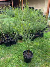 Load image into Gallery viewer, <i>Acacia acinacea</i> Gold Dust Wattle <b>Bellarine Provenance</b>