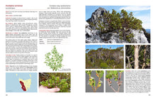 Load image into Gallery viewer, Native Eucalypts of Victoria and Tasmania, South-eastern Australia <b>Dean Nicolle</b>