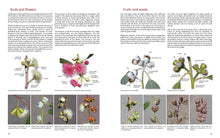 Load image into Gallery viewer, Native Eucalypts of Victoria and Tasmania, South-eastern Australia <b>Dean Nicolle</b>