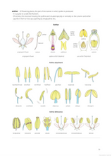 Load image into Gallery viewer, Illustrated Plant Glossary <b>Enid Mayfield</b>