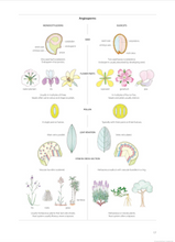 Load image into Gallery viewer, Illustrated Plant Glossary <b>Enid Mayfield</b>
