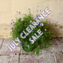 Load image into Gallery viewer, <i>Brachyscome multifida</i> Cut-Leaf Daisy-Bush <b>Surf Coast Provenance</b>