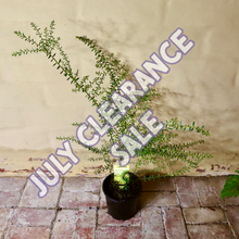 Load image into Gallery viewer, <i>Acacia acinacea</i> Gold Dust Wattle <b>Bellarine Provenance</b>