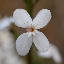 Load image into Gallery viewer, <i>Stylidium graminifolium</i> Grass-leaved Triggerplant <b>Surf Coast Provenance</b>