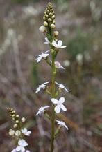 Load image into Gallery viewer, &lt;i&gt;Stylidium graminifolium&lt;/i&gt; Grass-leaved Triggerplant &lt;b&gt;Surf Coast Provenance&lt;/b&gt;
