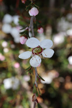 Load image into Gallery viewer, <i>Leptospermum myrsinoides</i> Heath Teatree <b>Bellarine Provenance</b>