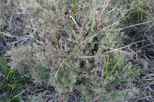 Load image into Gallery viewer, <i>Leptospermum myrsinoides</i> Heath Teatree <b>Bellarine Provenance</b>