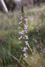 Load image into Gallery viewer, &lt;i&gt;Stylidium graminifolium&lt;/i&gt; Grass-leaved Triggerplant &lt;b&gt;Surf Coast Provenance&lt;/b&gt;
