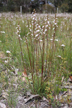 Load image into Gallery viewer, <i>Stylidium graminifolium</i> Grass-leaved Triggerplant <b>Surf Coast Provenance</b>