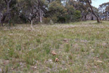 Load image into Gallery viewer, &lt;i&gt;Stylidium graminifolium&lt;/i&gt; Grass-leaved Triggerplant &lt;b&gt;Surf Coast Provenance&lt;/b&gt;
