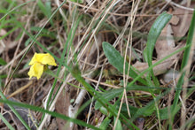 Load image into Gallery viewer, <i>Goodenia geniculata</i> Bent Goodenia <b>Bellarine Provenance</b>