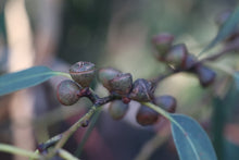Load image into Gallery viewer, <i>Eucalyptus viminalis ssp. pryoriana </i> Coast Manna Gum