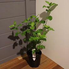 Load image into Gallery viewer, <i>Goodenia ovata</i> Hop Goodenia